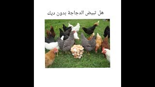 هل الدجاجة تبيض بدون الديك