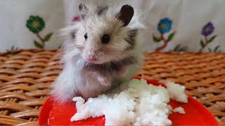 How Is My Syrian Hamster