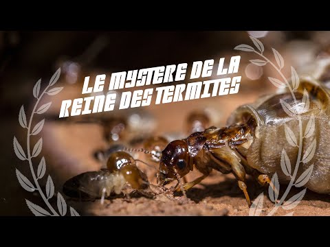 Vidéo: Comment les reines trouvent-elles les termites ?
