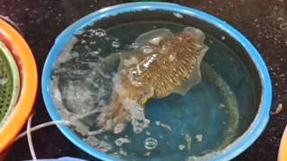 東港魚市活透抽(20111013).mp4
