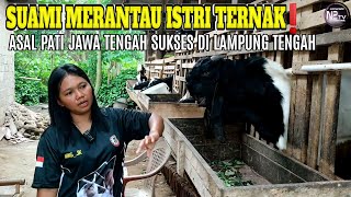 Kambing Desa Tapi MONSTER SEMUA Asal Pati Jawa Tengah Di Lampung Tengah