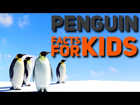 Penguin Facts for Kids | Penguin Facts for Kindergarten
