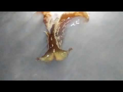 Video: Interspecifična Hibridizacija Pri Morskih Konjih: Umetno Pridelani Hibridni Potomci Hippocampus Kuda In Hippocampus Reidi