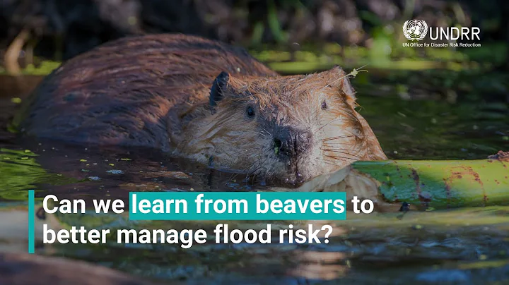Can we learn from beavers to better manage flood risk? | UNDRR