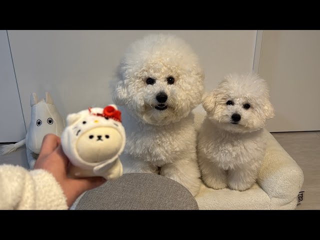 犬2匹と暮らす26歳👧🏻23時から始まるナイトルーティーン🌙 - YouTube
