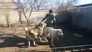 🔥🔥🔥🔥Хазар чемпион Таджикистан в супер тяжёлый вес с своим сыном  Арес