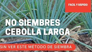 NO SIEMBRES CEBOLLA LARGA SIN VER ESTE VÍDEO. método efectivo para plantar cebolla.