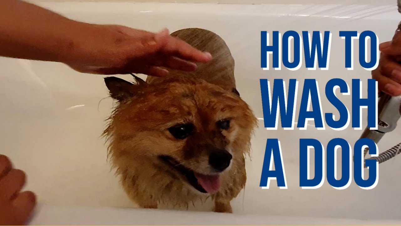 How to Wash a Dog YouTube