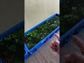 KOLAM IKAN DARI BOX CONTAINER