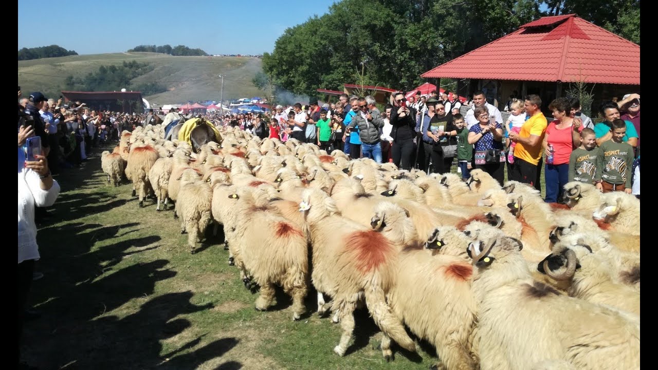 ”Coborâtul Oilor”  în jud. Alba! Țurcana Oacheșă de Loman a coborât de la munte