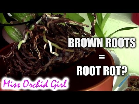 Orchids with brown roots - Not always root rot!
