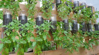 Just make use of old plastic bottles, you can grow basil to eat all year round
