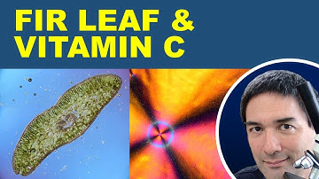 🔬 Christmas Special: FIR Leaf Microscopy & Vitamin C