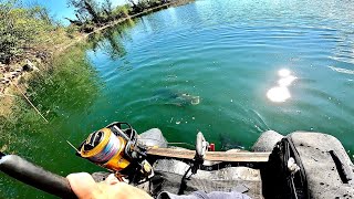 Playing With Catfish