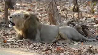 male lion roaring morning safari video  sasan gir lion sanctuary #animals #wildlife