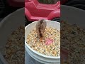 alimento para pollos #gallos #dúo #gallinablanca #alimentacionintuitiva #roosterfarm #gallinas