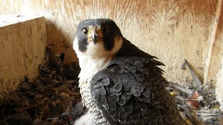 Nongame Wildlife Falcon Cam