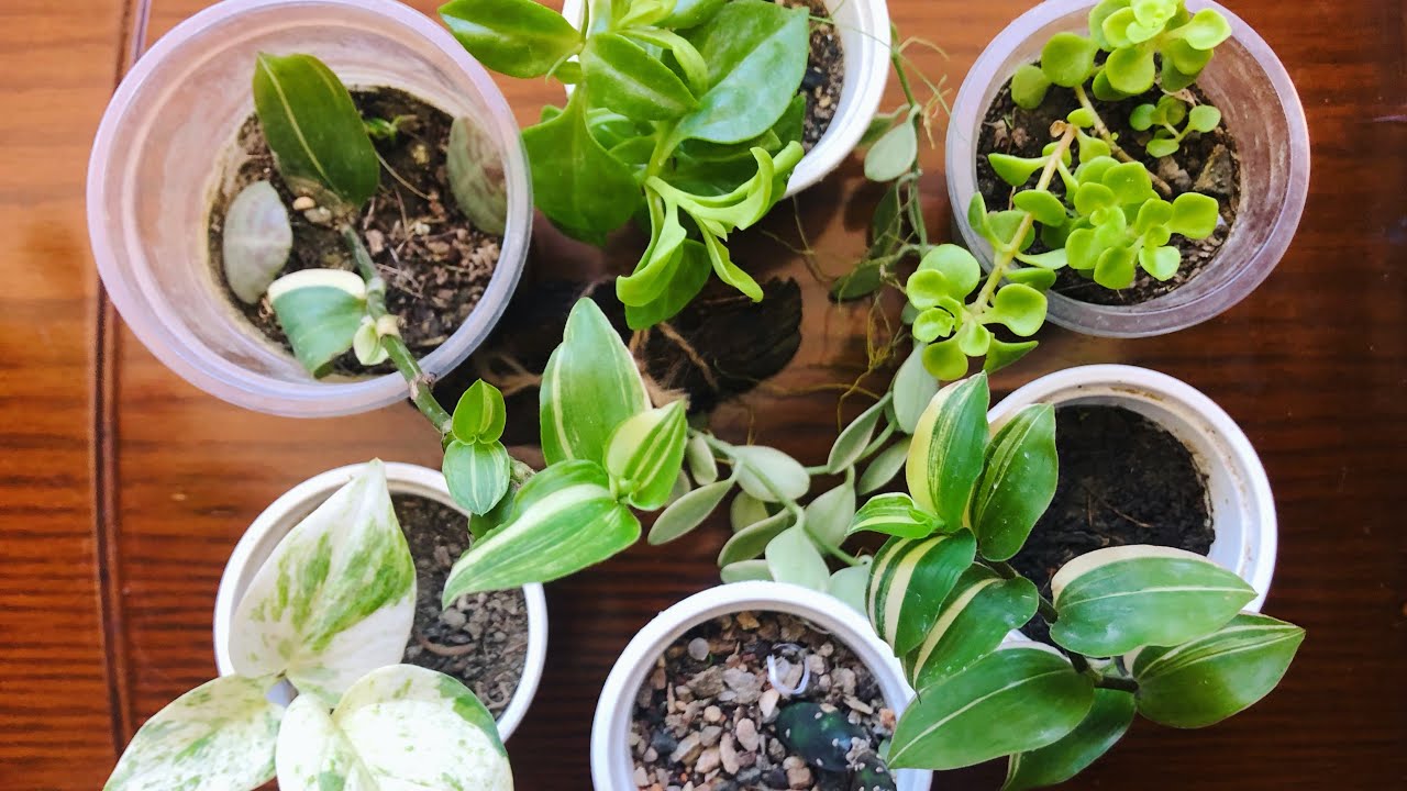 My new plant shopping with names and prices || The GrowRoom By Nadiya.