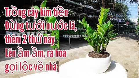 Trồng cây kim tiền đừng tưới nước lã, thêm 2 thứ này để chồi non lên ầm ầm, ra hoa gọi lộc về nhà.
