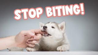 How to Train a Husky Puppy NOT to Bite (9 Prevention Methods)