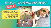 犬 散歩 犬が散歩中止まってニオイを嗅ぐまさかの理由 プロドッグトレーナー直伝 Youtube