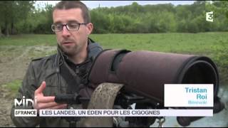 ANIMAUX : Les Landes, un e?den pour les cigognes