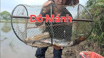 Cả Nhà Cùng Đi Thăm Lờ Cá Với Tám Nha - Hôm Nay Dính Được Cá Lóc Đồng, Lươn Đồng ,Cá Trê Lai Khủng 