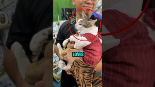 Cute cat cries when his toy gets taken away 😿 #shorts #funnycats #entertaininganimals