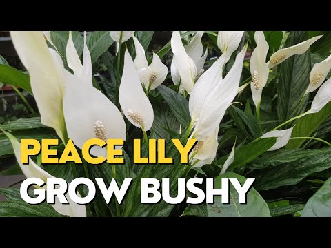 Video: Mga Karaniwang Varieties ng Lily - Mga Uri ng Lilies At Kapag Namumulaklak Sila