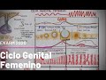 Fisiología del Ciclo Sexual Femenino: hormonal, ovárico y uterino. #ENARM