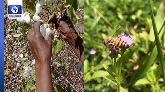 Thumbnail for Cotton Crop Revived In Senegal, Creating A ‘Buzz’ In Kampala + More | Eco Africa