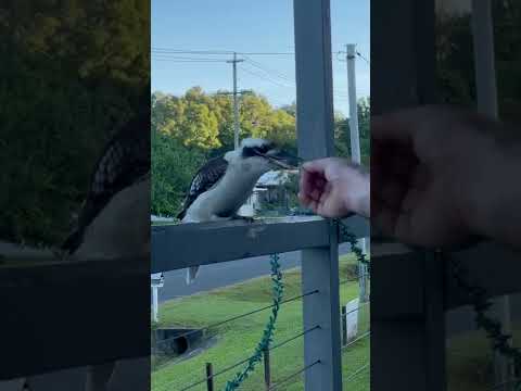 Feeding wild kookaburra