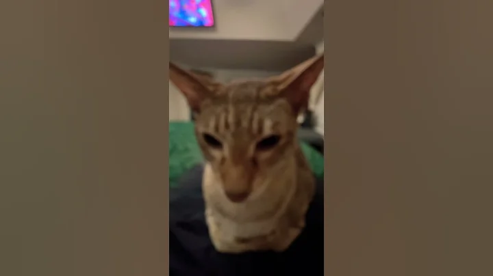 Watch the video about TIGER CAT IN YOUR FACE🐯🐅🐈🐱😻😹Vet.Vs.World—Nulay The Oriental Shorthair