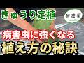 【きゅうり定植】今後の病害虫が激減！長くたくさん収穫するための植え方のコツ【家庭菜園】