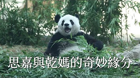 大熊貓的認養人能做到這個份上，真的是非常非常難能可貴～Panda adopters can do this, it is really very valuable ~ - 天天要聞