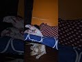 Simba ЁЯР ЁЯдгЁЯШВsimbituuuuЁЯе ЁЯдгЁЯШВ Goldenretreivers Simba ЁЯР ЁЯдгЁЯШВsimbituuuuЁЯе ЁЯдгЁЯШВ Goldenretreivers