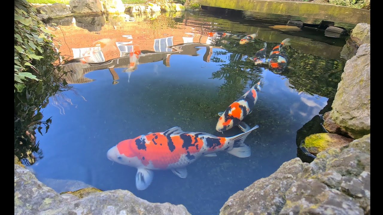 Afternoon sunshine, at the Koi Pond 11° 16th Feb