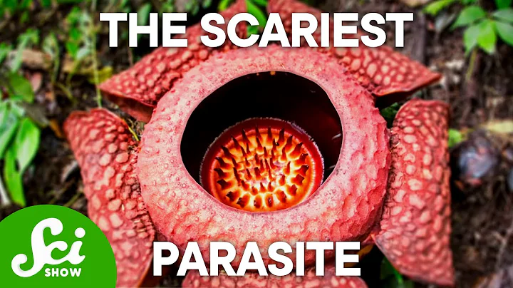 The 4 Creepiest Parasites on Earth (This Will Keep...