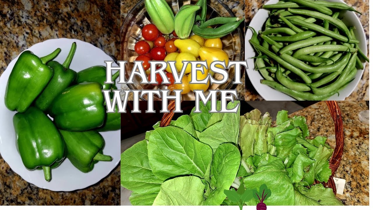 Yes You Can Grow Lots Of Food In Containers Harvest With Me From My Container Food Forest 