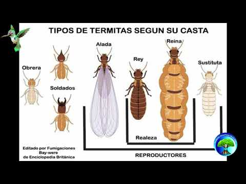 Video: ¿Qué tamaño tienen las termitas con alas?