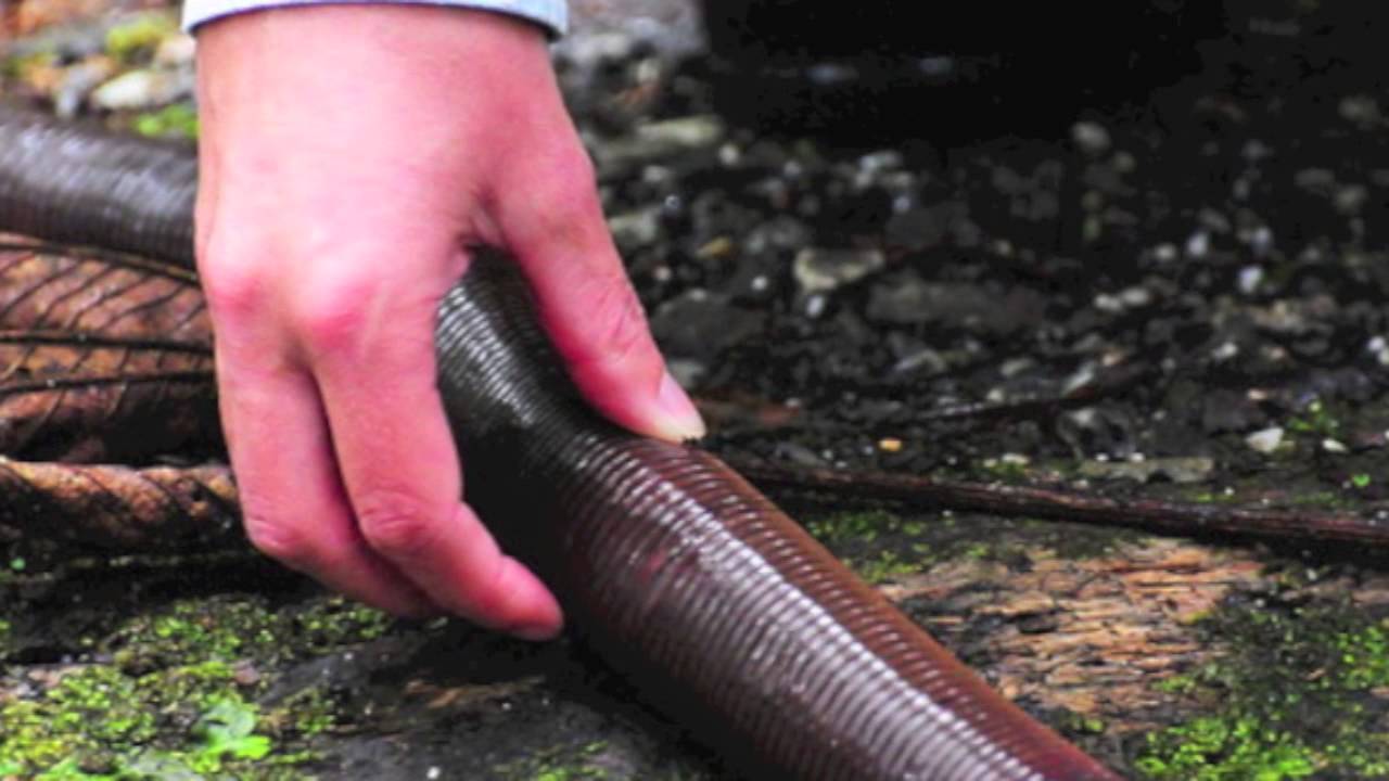 Earthworm Or Draining Bathtub Today S Creation Moment Youtube