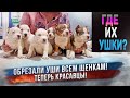 Всем щенкам только что-то обрезали уши! Как щенки себя чувствуют после купирования ушей?