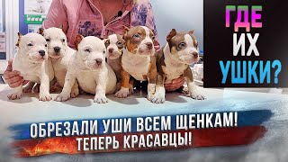 American Bully Puppies Ear cropping in 8 weeks