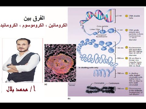 فيديو: ما هو الهيتروكروماتين مقابل الكروماتين الحقيقي؟