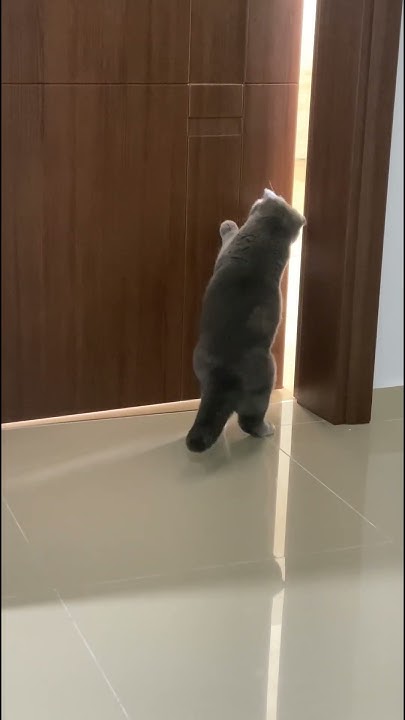 Мыша и кошачьи дела #cat #shorts #cute - YouTube