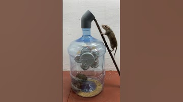 Good idea for making mouse traps with plastic bottles#shorts