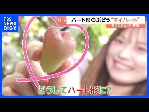 "Grapes that grow in a heart shape?" Meet "My Heart," a rare variety bred from Shine Muscat – Gra...