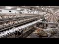 How Robots &amp; Crocodiles Run a Billion-Dollar Egg Factory