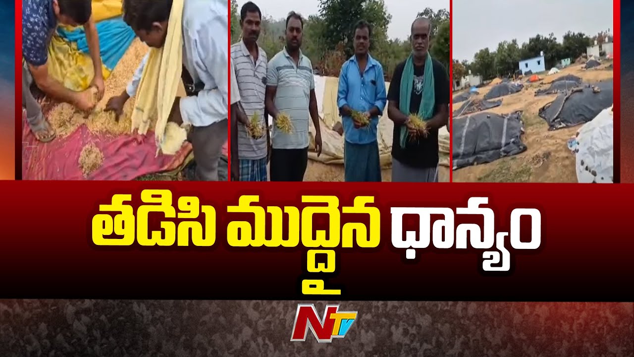 Huge Crop Damage Due To Unseasonal Rains | Heavy Rains In Rajanna ...