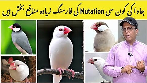 Which Java Mutation best for Business|| Java Farming|| Java Breeding Finch Business plan